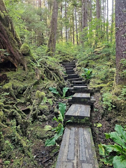 A wooden staircase in a forested area with moss-covered steps and surrounding greenery. 4