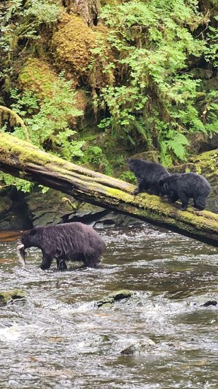Bears in a forested river area. 1