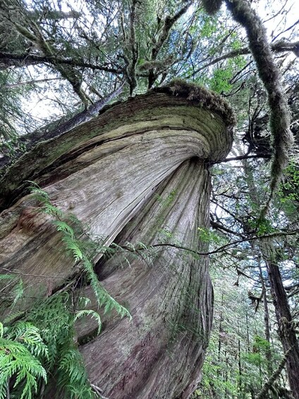 A large tree with a distinctive curved trunk and moss-covered branches. 2