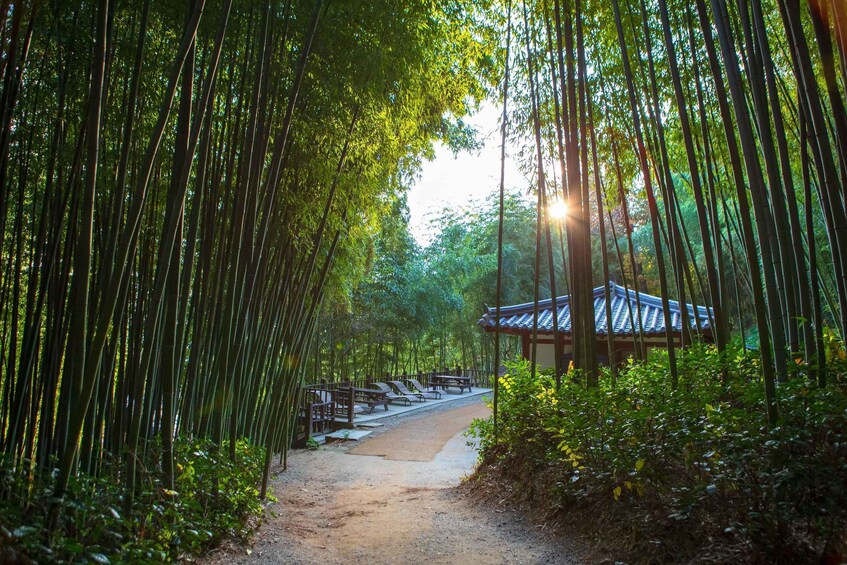 A bamboo forest path leading to a traditional building. 5