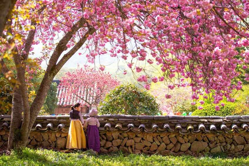 A stone wall, cherry blossoms, and a person in traditional attire. 2