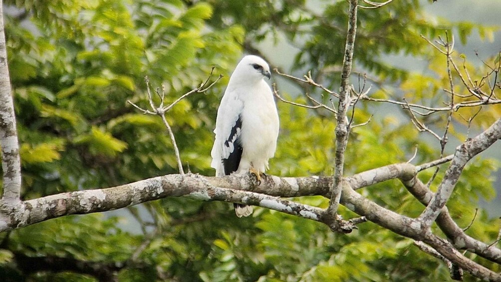 A white bird perched on a branch with a blurred green background. 2