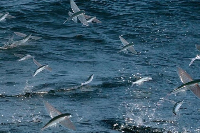 A flock of birds flying over water. 1