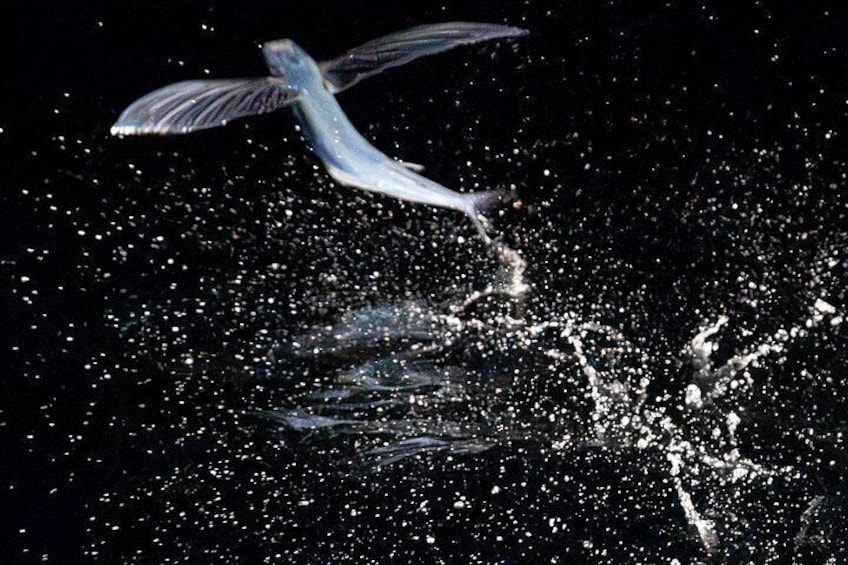 A bird in flight over a body of water with splashes. 2