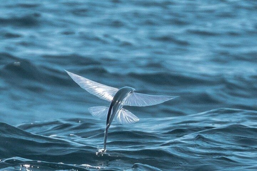 A bird with spread wings flying over water. 5
