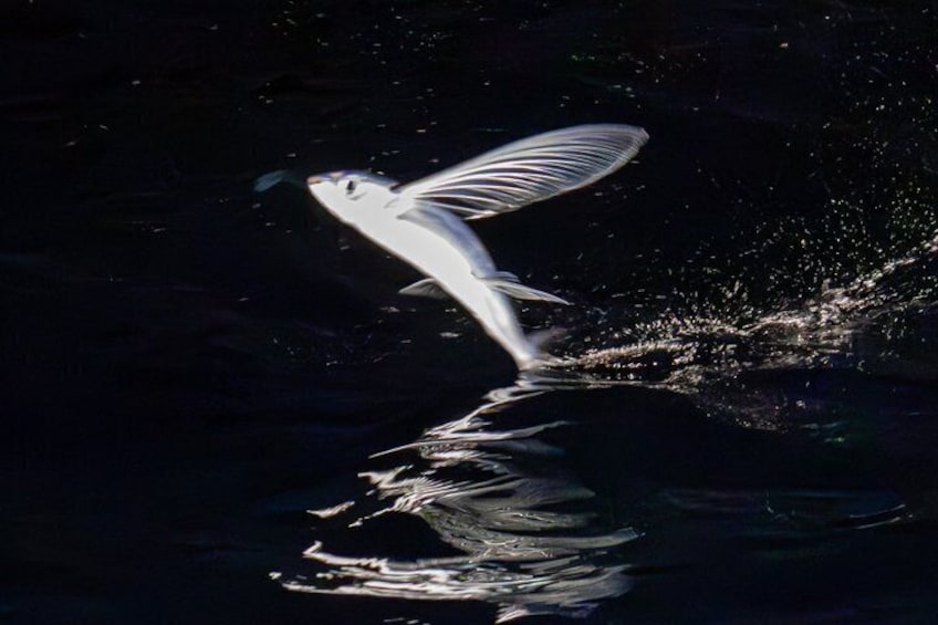 A bird taking off from the water. 3