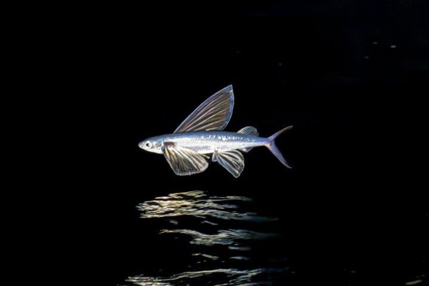 A fish with fins and a tail swimming above water. 2