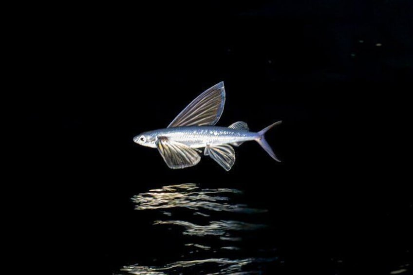 A fish with fins and a tail swimming above water. 4
