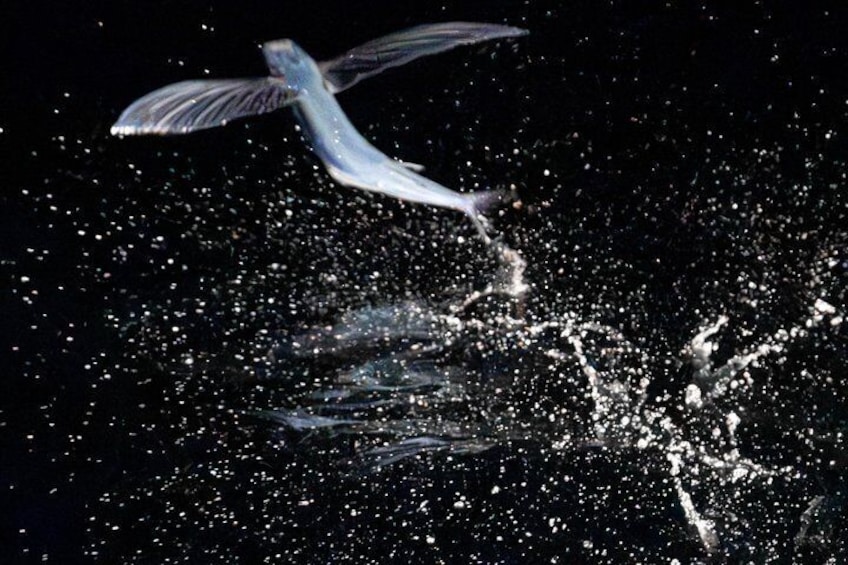 A bird in flight over a body of water with splashes. 2