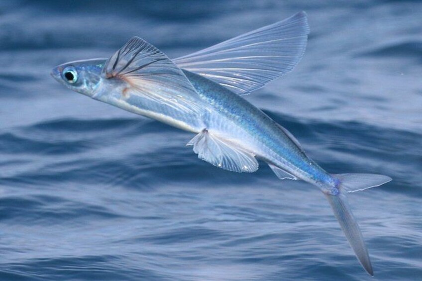 Catalina Nighttime Flying Fish and Undersea Adventure Cruise 2