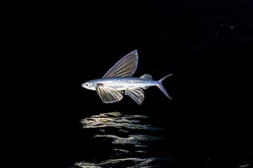 A fish with fins and a tail swimming in water. 2