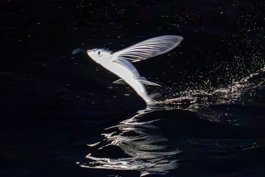 A bird in mid-flight over water with ripples and splashes. 3