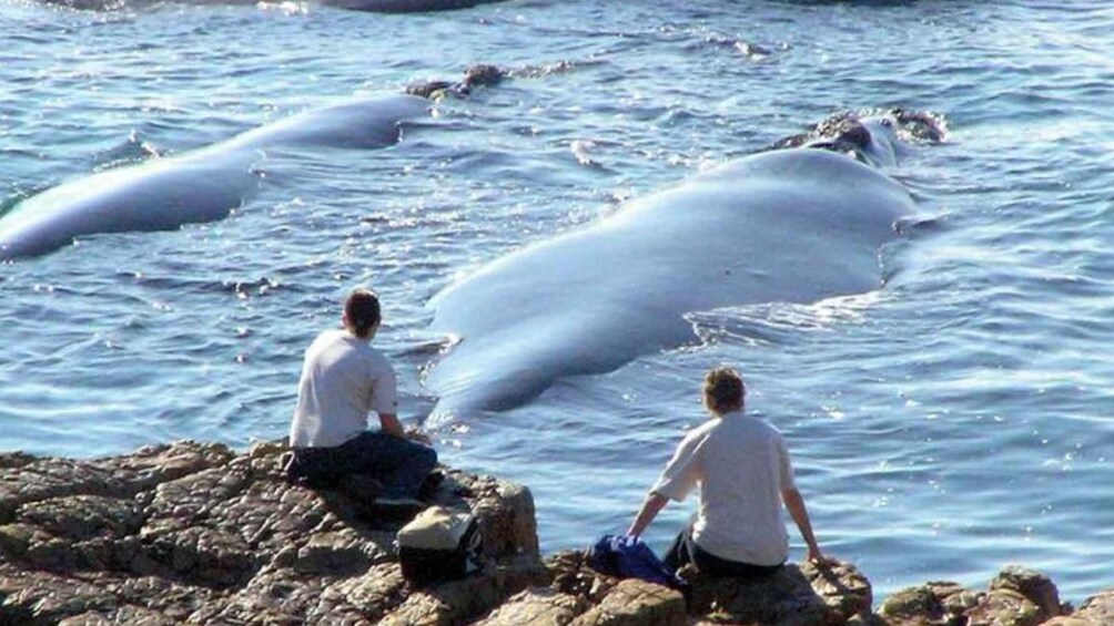 Two people sitting on rocks by the sea, observing large marine animals in the water. 2