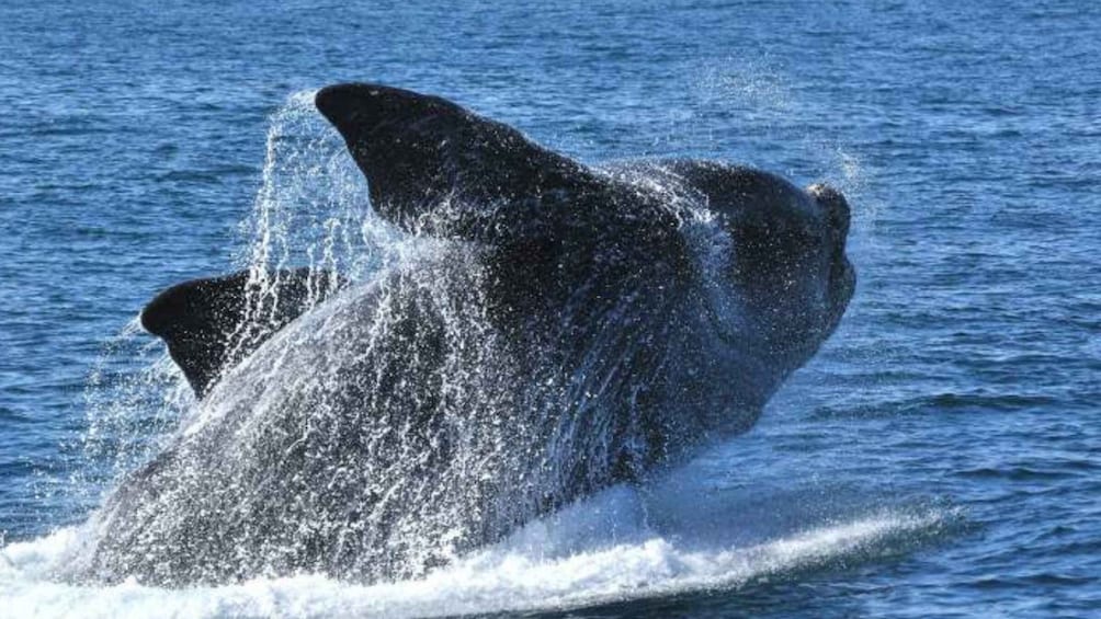A whale breaching the water's surface. 1