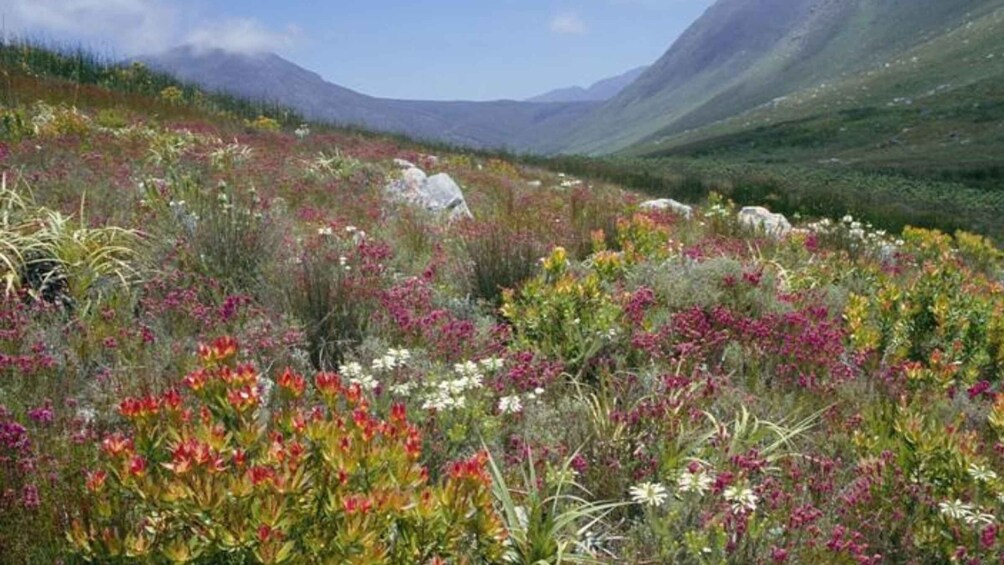 A mountainous landscape with diverse wildflowers and a clear sky. 3