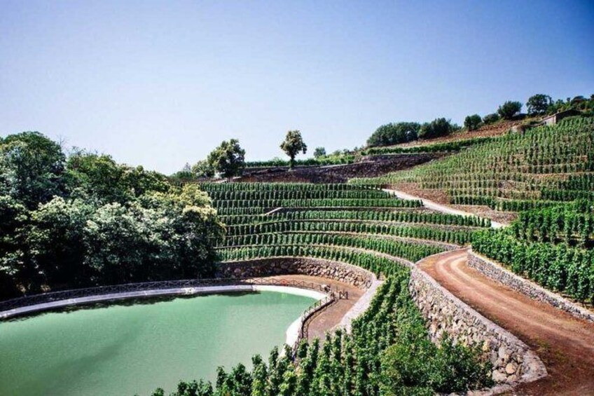 Terraced vineyards with a circular pond. 2