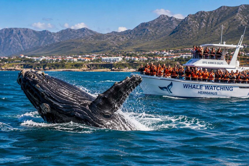 A whale watching boat with people on board observing a whale breaching the water. 1