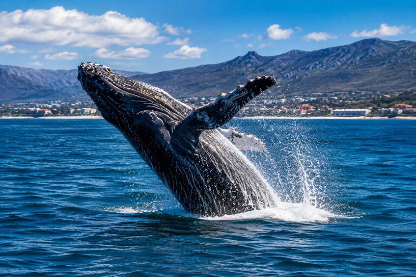 A whale breaching the ocean with a mountainous landscape in the background. 3