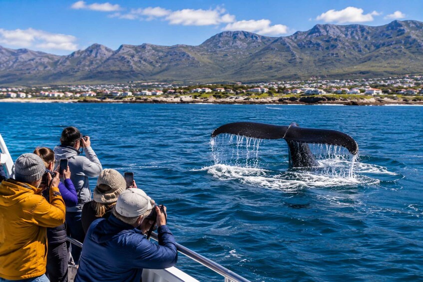 A whale breaching with its tail emerging from the water, observed by people on a boat. 5