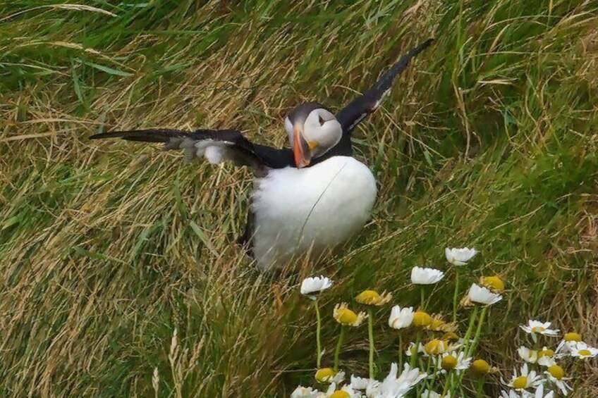 A puffin in a grassy field with white flowers. 1