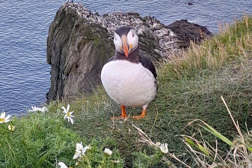 A puffin standing on grass near a rocky shoreline by water. 5