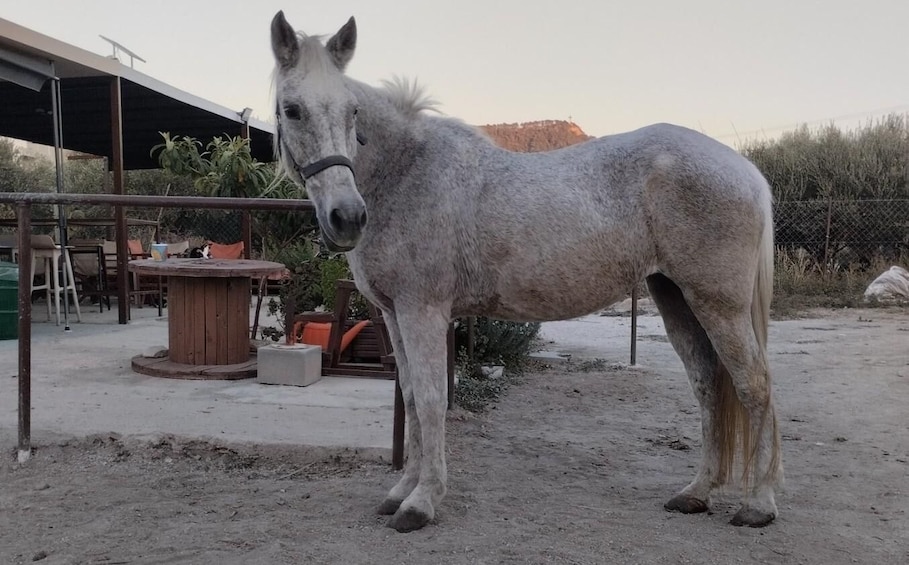 A horse standing in a sandy outdoor area with a wooden structure and plants in the background. 2