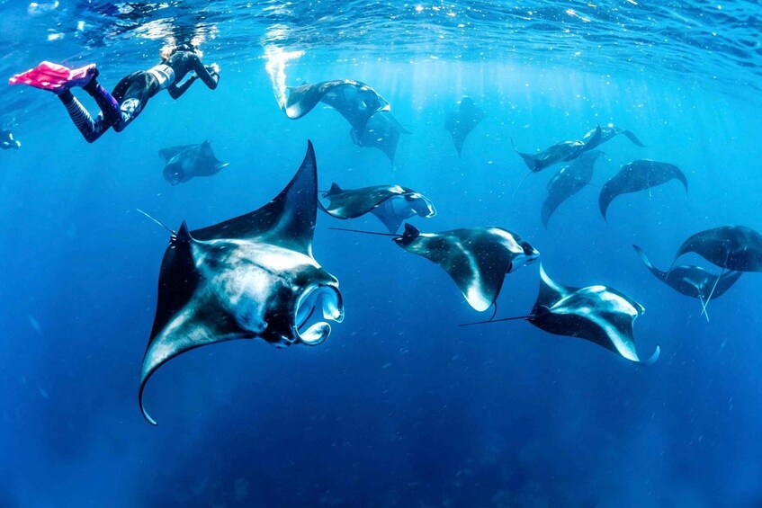 A diver swimming with manta rays in clear blue water. 1