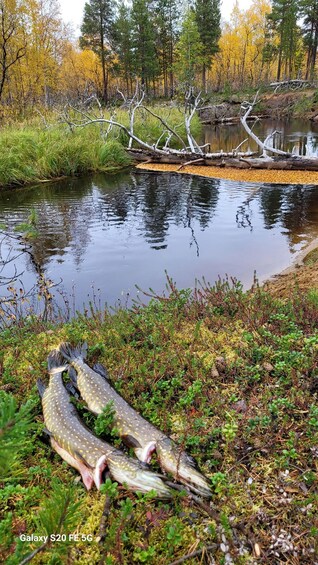 A riverbank with three fish lying on the ground, surrounded by greenery and trees reflecting in the water. 5