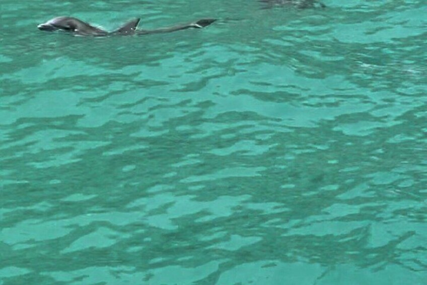 Dolphin Watching, Shelling and Sightseeing Cruise in Naples, FL 5
