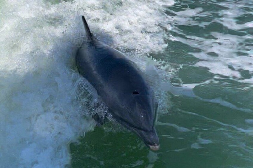 Dolphin Watching, Shelling and Sightseeing Cruise in Naples, FL 2