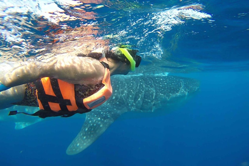 A diver swimming with a whale shark. 5