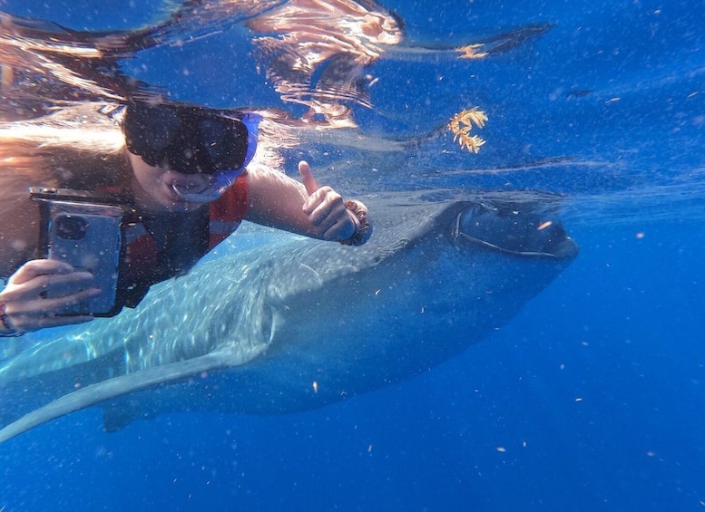 Cancún: Half-Day Snorkeling with Whale Sharks 1
