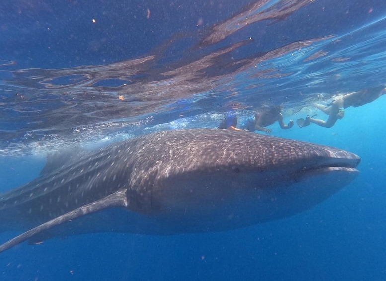 Picture 4 for Activity Cancún: Half-Day Snorkeling with Whale Sharks 4