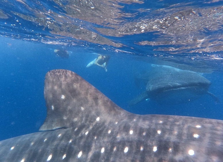 Picture 1 for Activity Cancún: Half-Day Snorkeling with Whale Sharks 3
