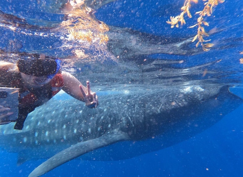 Picture 7 for Activity Cancún: Half-Day Snorkeling with Whale Sharks 2
