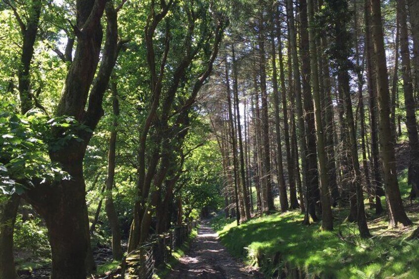 A forest path with tall trees and sunlight filtering through. 1