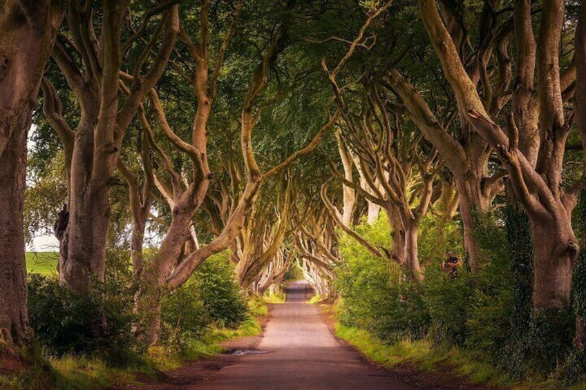 A tree-lined road with dense foliage on both sides. 2