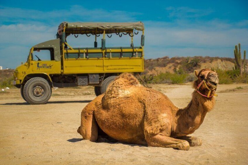 Cabo Camel Ride: Pacific Coast Views with Buffet & Hotel Pickup 2