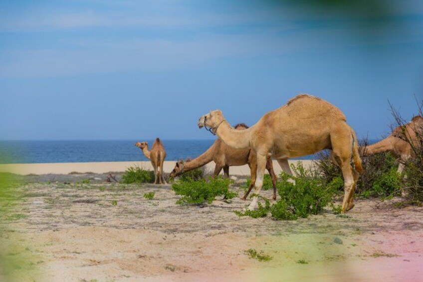 Camels on a beach with the ocean in the background. 4