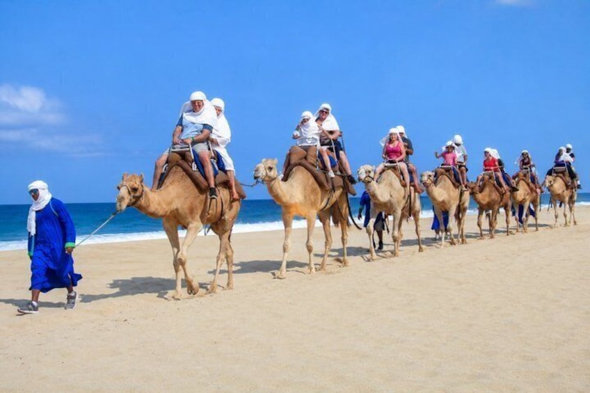 Cabo Camel Ride: Pacific Coast Views with Buffet & Hotel Pickup 1