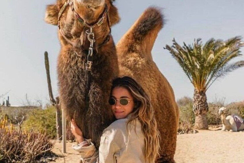 A person with a camel in a desert setting with palm trees. 2