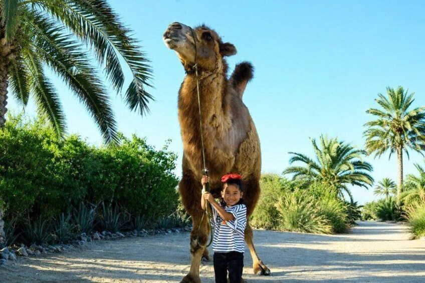 A camel standing on a road with palm trees in the background. 1