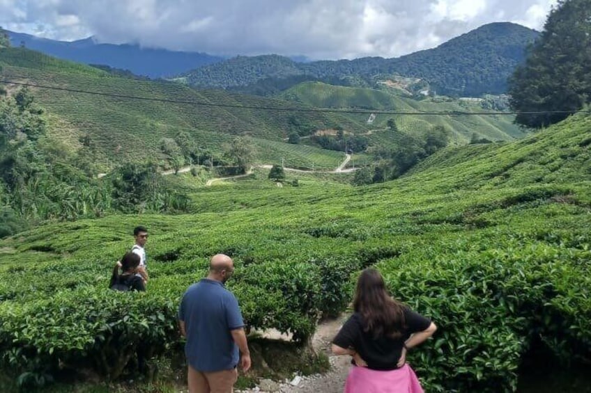 A group of people walking on a path through a lush, green tea plantation with rolling hills in the background. 3