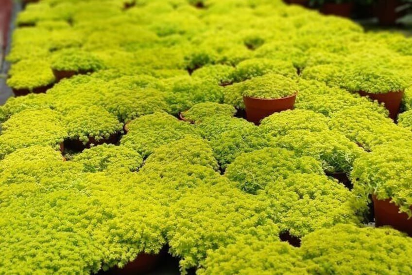 A collection of small potted plants with bright green foliage. 2