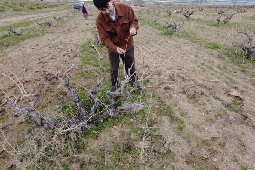 A person examining a vine in a vineyard. 5