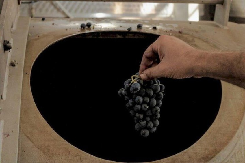 A hand holding a bunch of grapes over a large, circular, empty container. 3