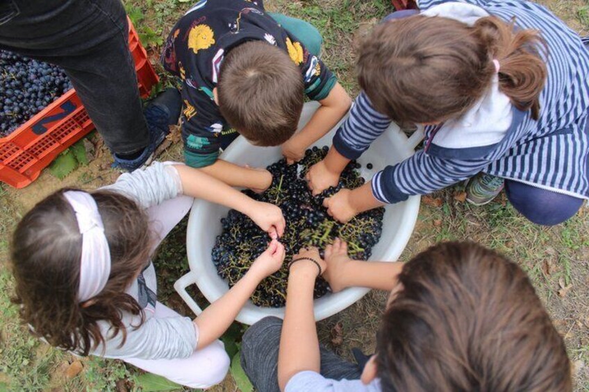 Children sorting grapes in a white basin outdoors. 4