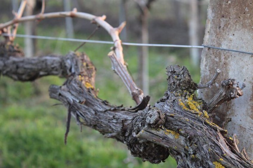 A vine with lichen on a tree trunk. 5