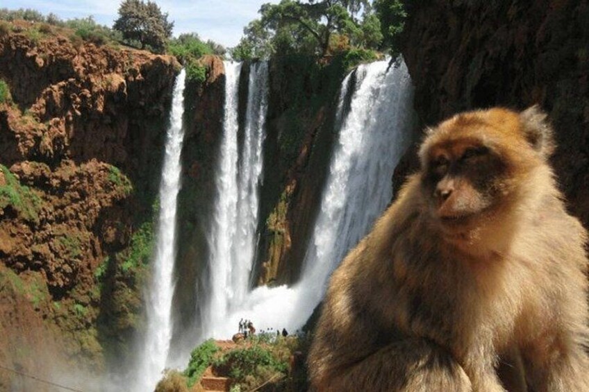 A waterfall with a monkey in the foreground. 2
