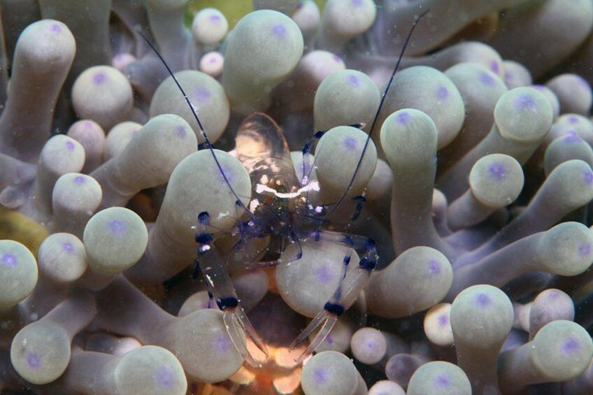 A shrimp with long antennae on an anemone. 5